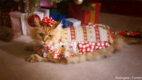 festive cat1.gif