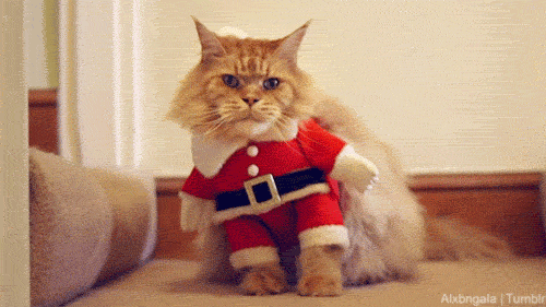 festive cat2.gif