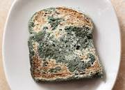 Image result for photo of moldy bread