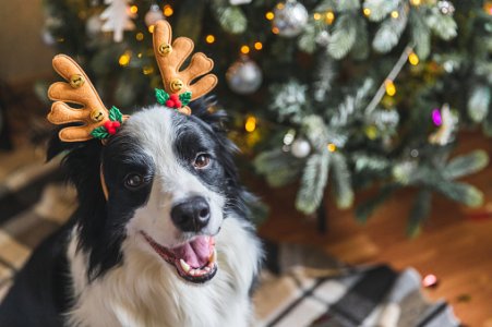 reindeerdogjpg.jpg