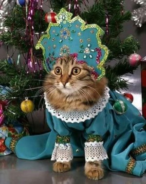 cat.jpg
