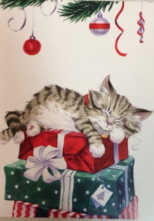 kitten on box.jpg