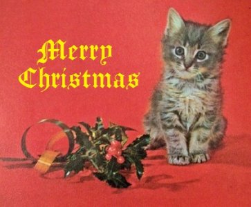 kitten.jpg