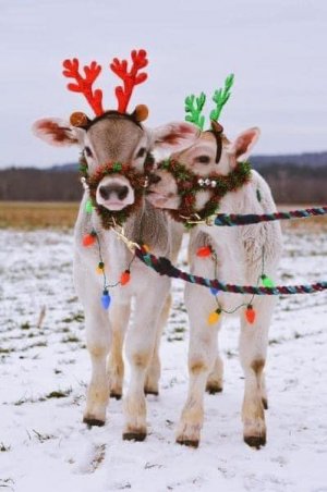 santacows.jpg