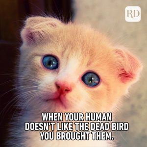 when-your-human-doesn-t-like-the-dead-bird.jpg