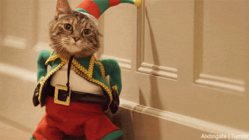 festive cat6.gif