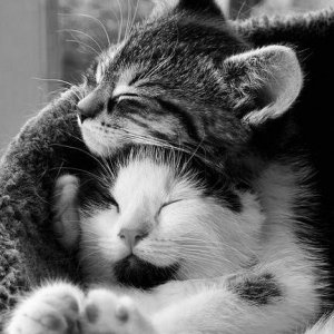 cat hug bw.jpg