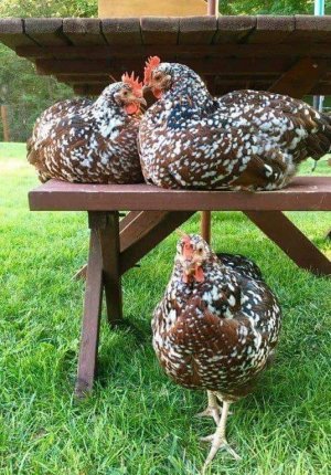 hens.jpg