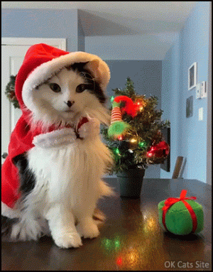 Xmas Cat GIF • Oh Oh fluff Santa cat is waiting for Christmas. So beautiful, cute and funny! [...gif