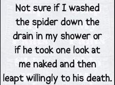 spider.jpg