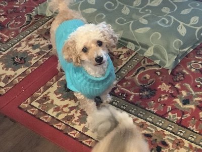 winter sweater.jpg