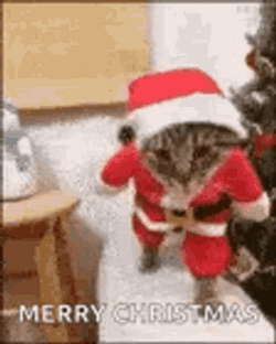 merry-christmas-santa-cat-6d4q76cb7jhkohld[1].gif