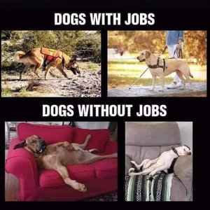 jobs.jpg