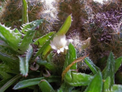 cactus flower.jpg