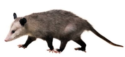 possum.jpg