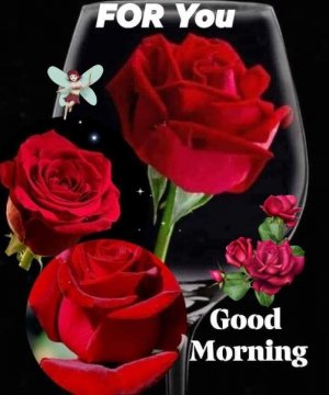 321486852_1568463993668382morning rose_5851550485605477708_n.jpg