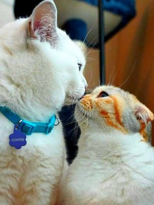 Tumblr_l_19623285275656.jpg