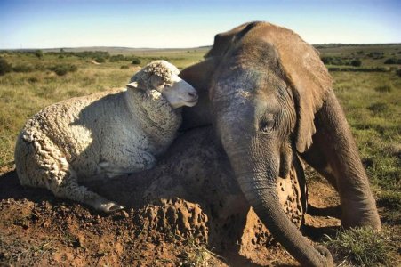 ss-111014-unlikely-friends-elephant-sheep.ss_full-1__700.jpg