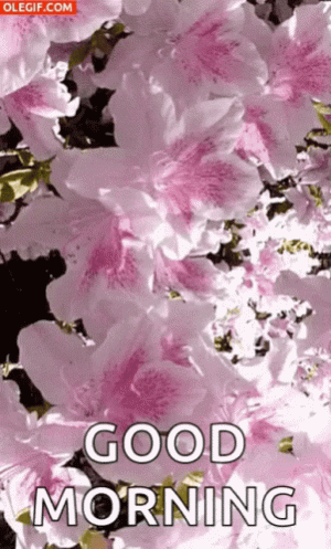 good-morning-flowers.gif