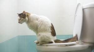 cat1.jpg