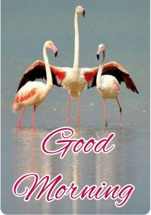 good morning birsa.jpg