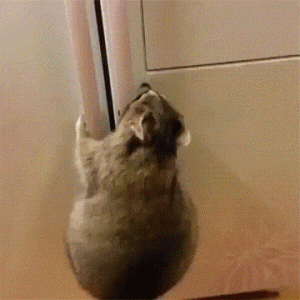 6e7c2b5f9d3141dc40cb9fd7833a083a.gif