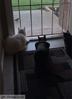 AccurateWickedHarpyeagle-size_restricted.gif