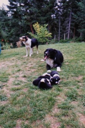 ZakWithPups (Small).jpg