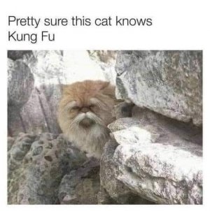 kung fu.jpg