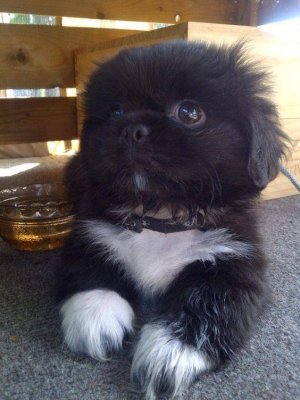 puppy.jpg