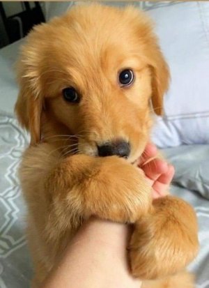 doggycute.jpg