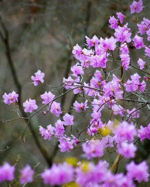 peace blossoms.jpg