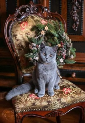 peace cat.jpg