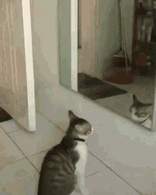 boxing-fighting.gif