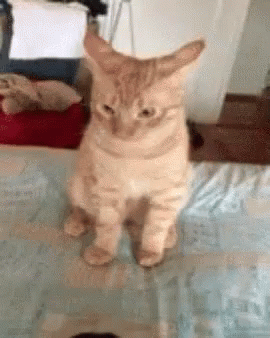cat-kitten.gif