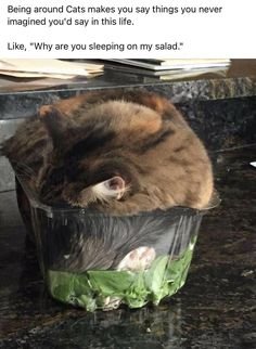 cats.jpg