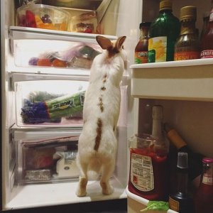 fridge.jpg
