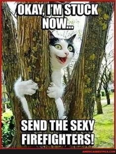 cat.jpg