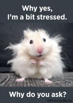 mouse.jpg
