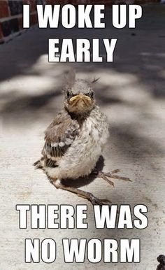 bird.jpg