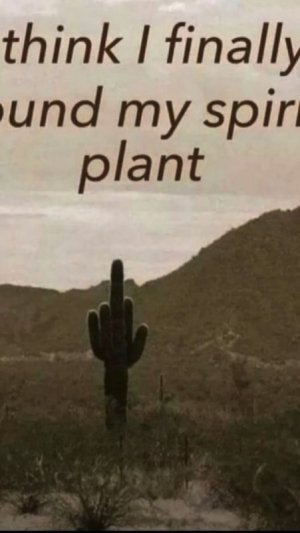cactus.jpg
