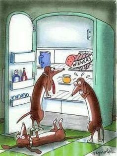 dog.jpg