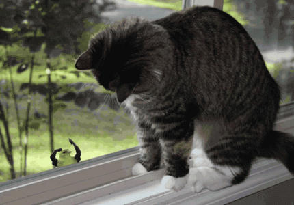 cat-looking-at-tiny-bird-outside-window-with-arms-making-fun-of-it.gif