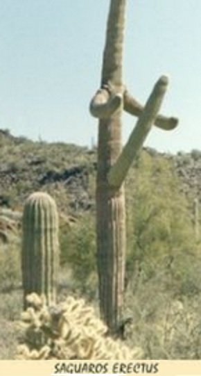 funny cactus.jpg