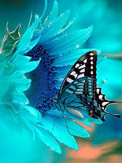 butterfly_omubsfui.gif