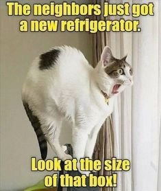 cat.jpg