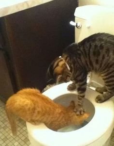 cats.jpg