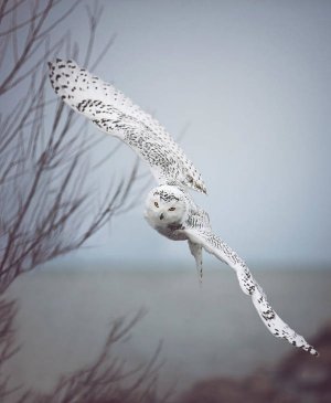 snowy-owl-in-flight-carrie-ann-grippo-pike.jpg