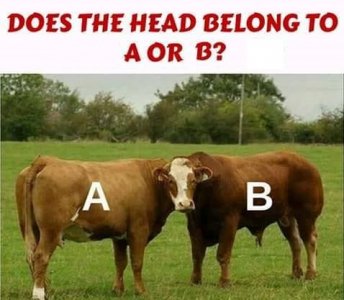 a or b.jpg