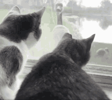 cats-bird.gif